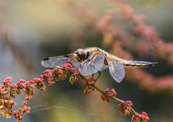 Four-spotted chaser dragonfly